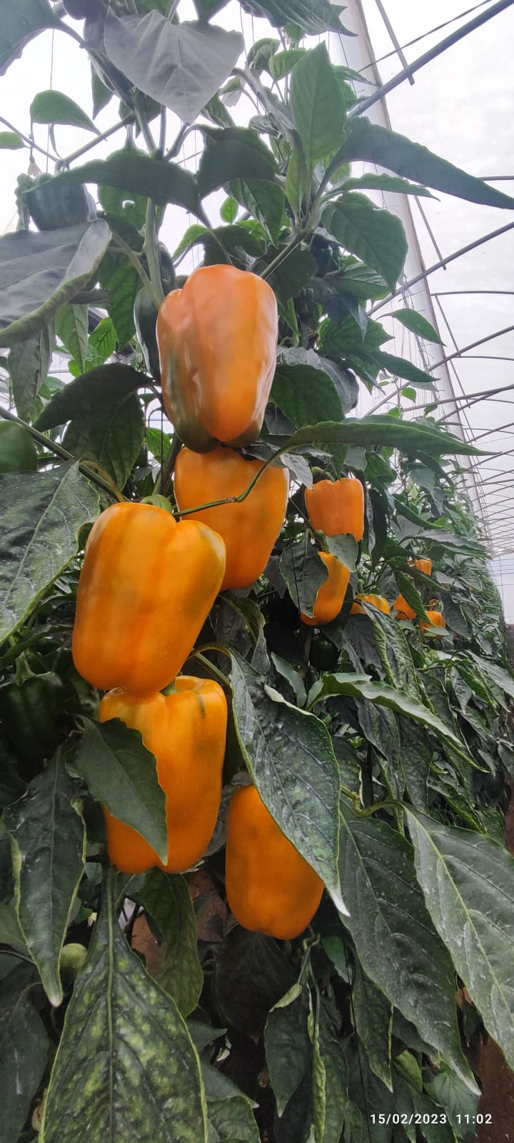 WhatsApp Image 2025-11-26 at 10.58.55 AM